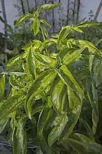 Basil in the garden
