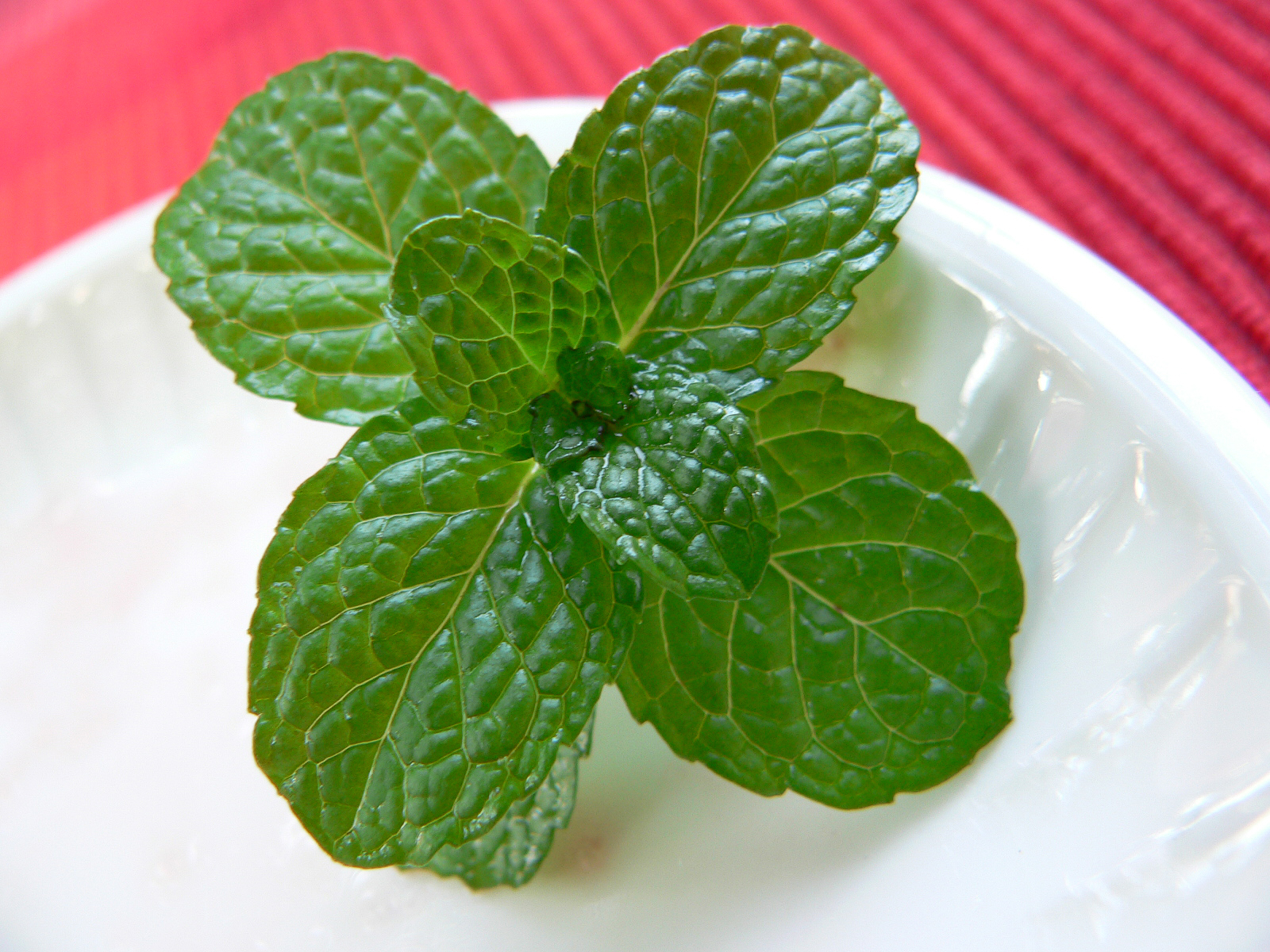 Mint Mint